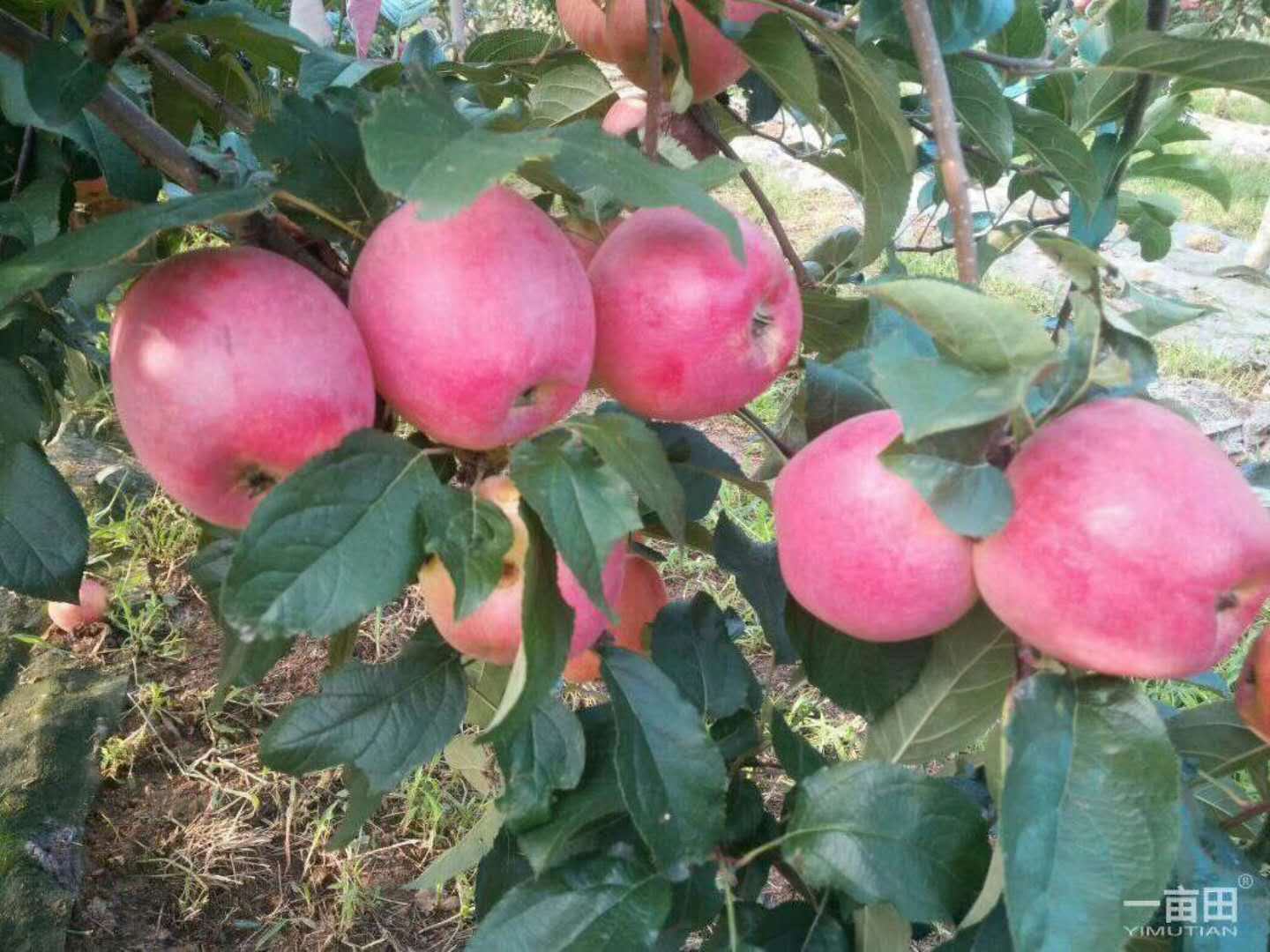 山东苹果苗 泰安开发区润丰苗木中心