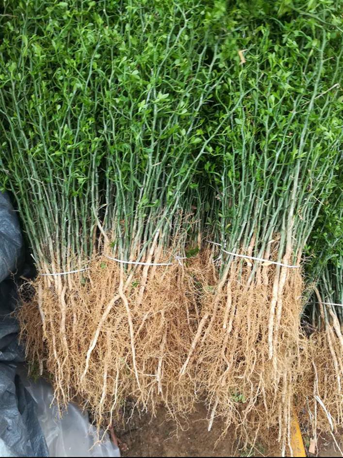 长治枸桔树苗种植方法