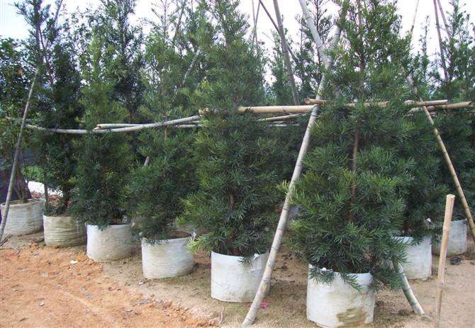 植树袋应用树木栽培方法 江苏环保植树袋