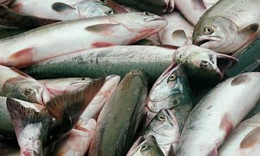山东专业从事渔业水产评估公司