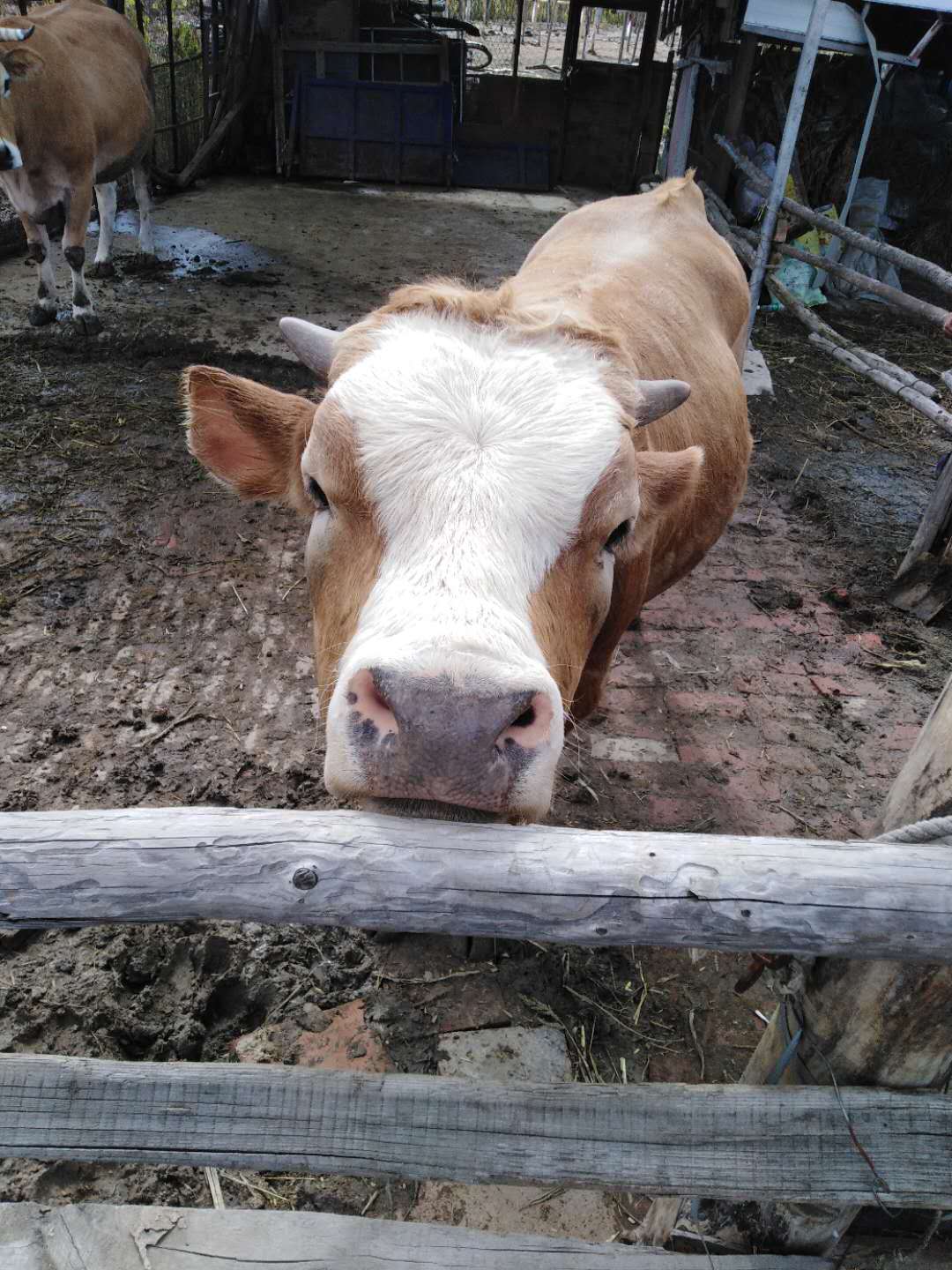 海林市牛的生活习性