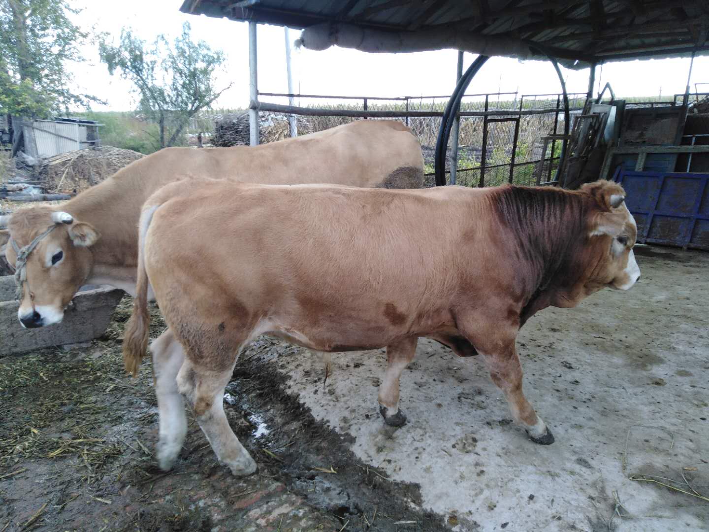 海林市牛的外形特征