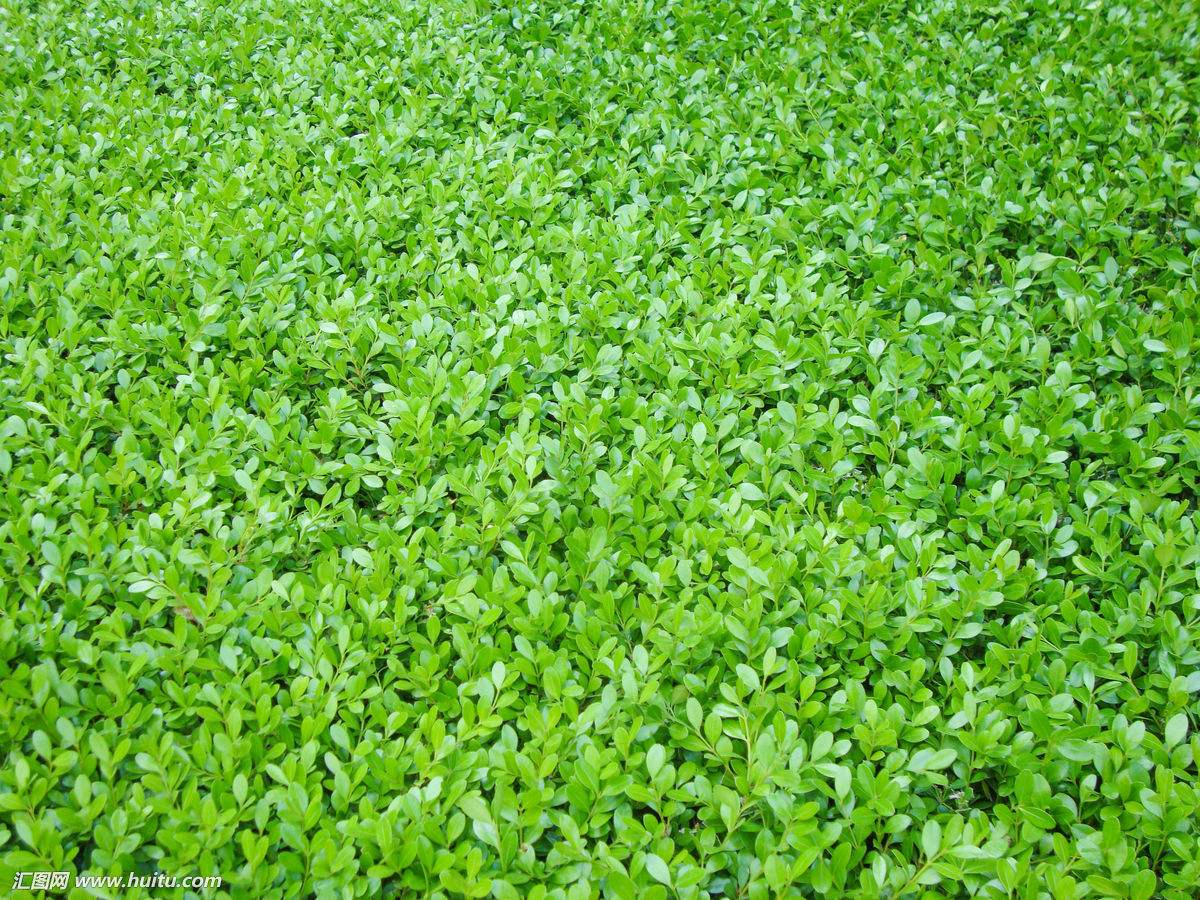 供应小区绿化常用绿化苗木、灌木、地被小苗，小叶黄杨