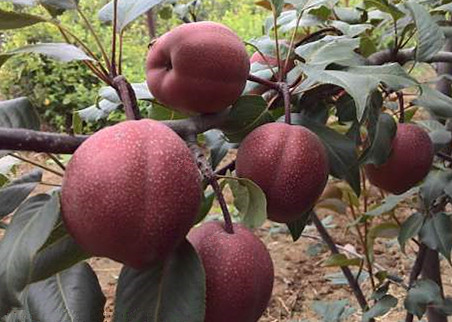 苹果苗自家培育乔化、矮化红富士苹果苗