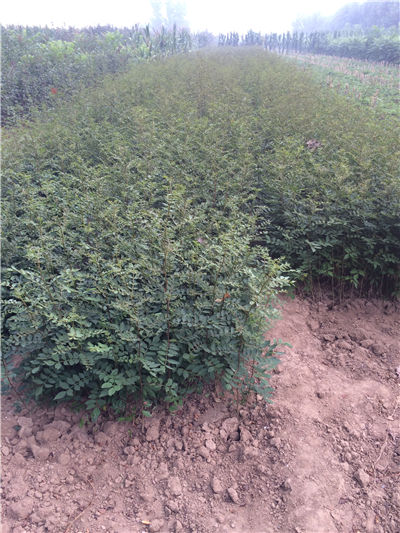 藤椒苗，红花岗区0.4粗度的藤椒苗