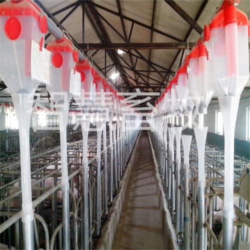 养猪自动料线设备 养殖料塔 不锈钢食槽自动饲喂料线系统 智慧牧业生产定制