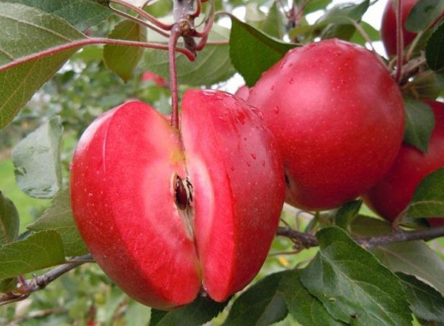 苹果苗价格 山东苹果苗 苹果苗品种