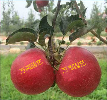 江西红蜜脆苹果苗栽培技术