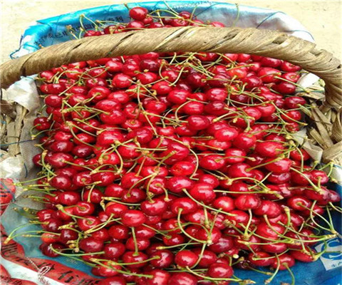 2公分矮化玛瑙红樱桃苗出售价格