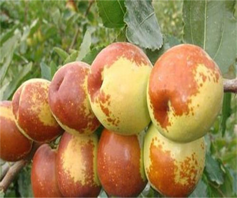 红珍珠枣树苗基地批发价格