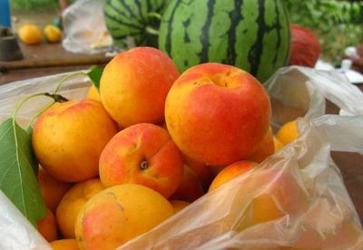 0.5公分-5公分红玉杏种苗较新批发价格