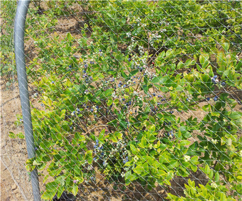 蓝莓树苗多少钱一棵