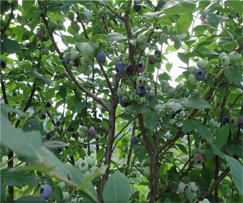 莱格西蓝莓苗、莱格西蓝莓苗基地