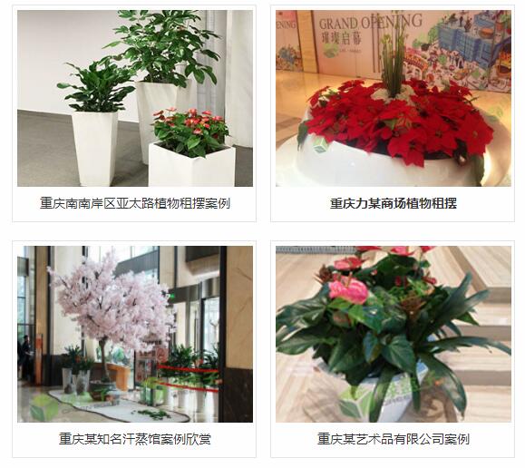 美感是重庆办公室室内绿化租赁的重要原则