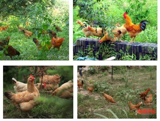 重庆养鸡场养殖场评估补偿标准 专业养殖场评估