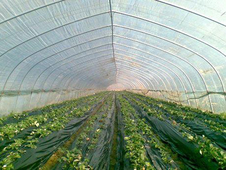 温室大棚膜厂家-价位合理的蔬菜大棚膜就在意利塑料