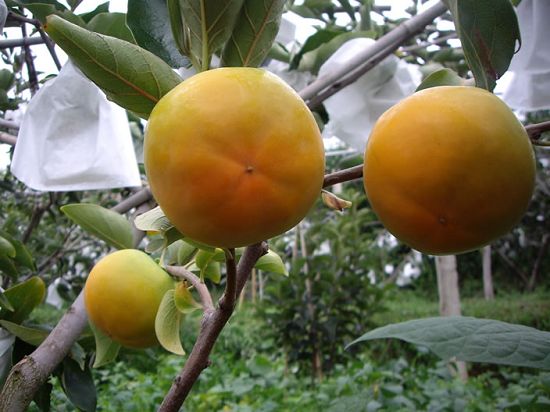 早熟柿子苗种植技术