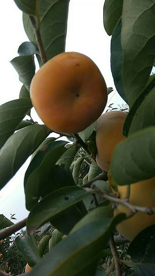 甜脆柿子苗种植技术