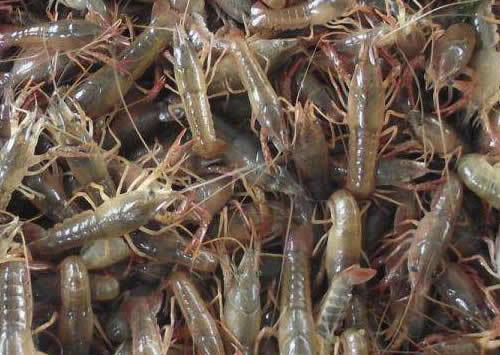 龙虾批发一斤-专业的小龙虾种苗供应商推荐