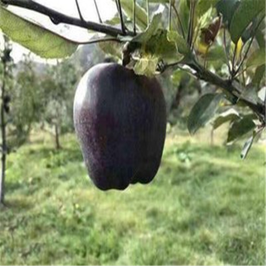 黑苹果苗供应批发6公分黑苹果苗基地