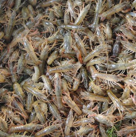 千耀农产品销量好的小龙虾种苗供应——批发龙虾苗