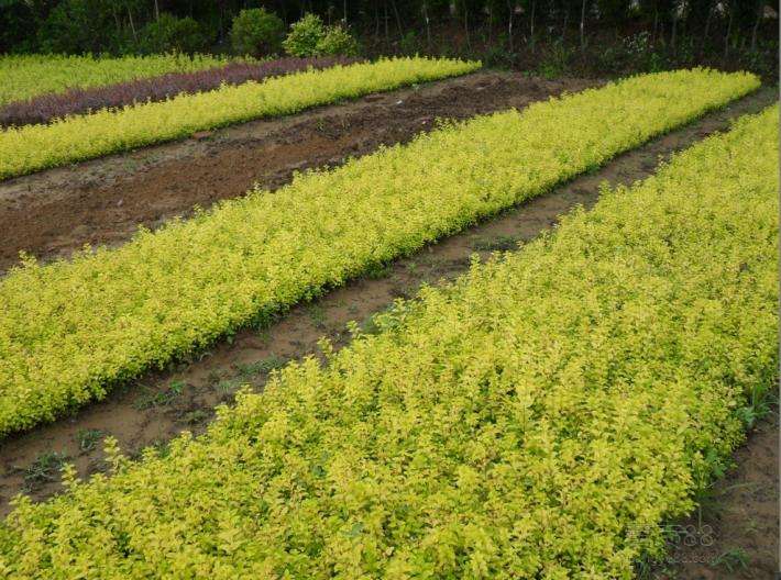 山东潍坊金叶复叶槭种植基地大量低价出售6-12cm金叶复叶槭苗子
