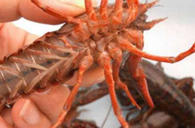 小龙虾养殖推荐 千耀龙虾种苗繁殖基地