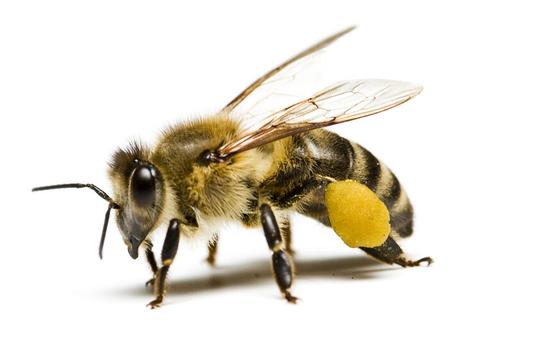 蜜蜂靠什么在地球上生存亿万年