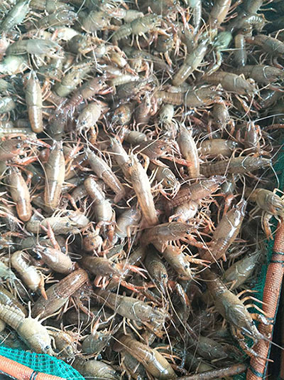 江苏好的龙虾苗——信誉好的龙虾苗厂商