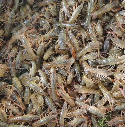 剑阁县种虾养殖 提供成虾销售渠道