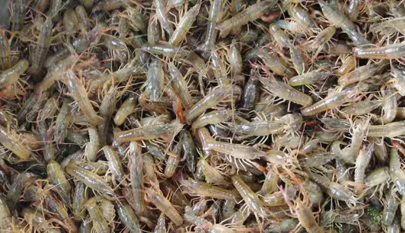 自贡淡水小龙虾苗养殖基地 上市可数倍盈利
