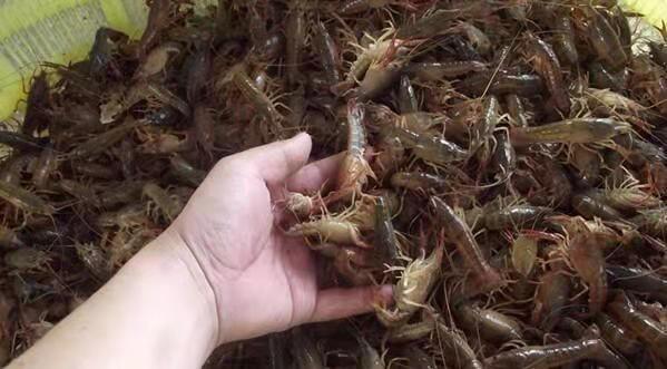 自贡专业龙虾苗养殖基地 28天即可上市