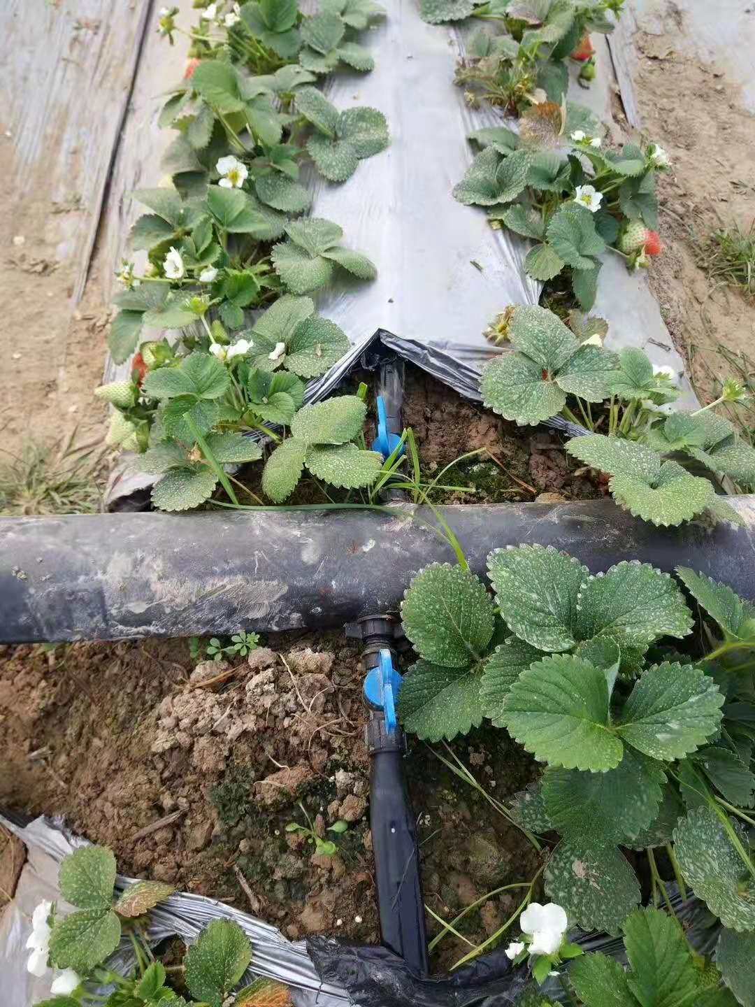 厂家直销热卖节水草莓大棚蔬菜16农用膜下 贴片式滴灌带