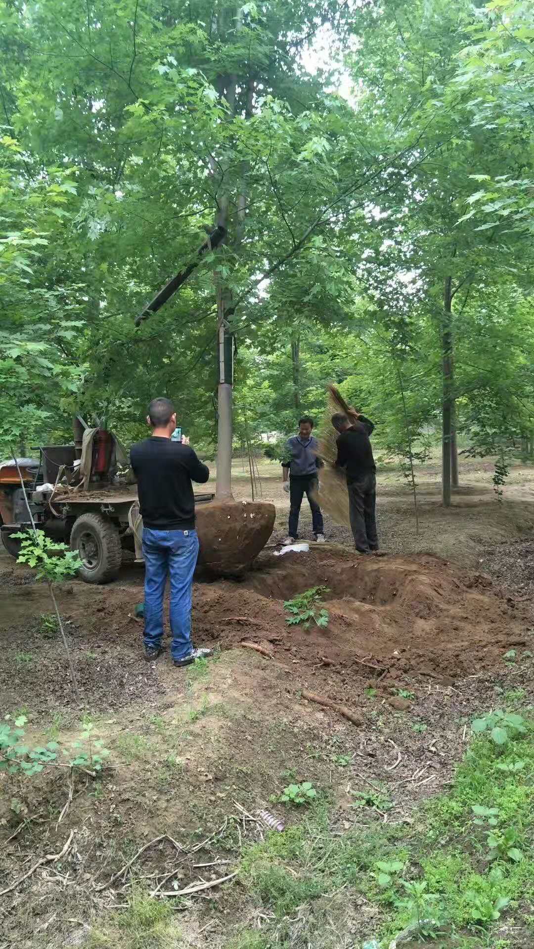 美国红枫红点红枫秋火焰红枫济宁千亩红枫J基地直销