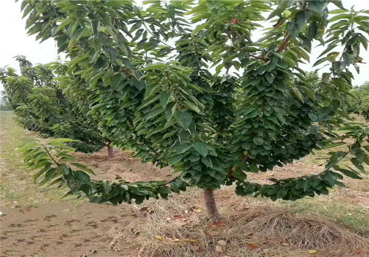 玛瑙红樱桃树、玛瑙红樱桃树种植介绍