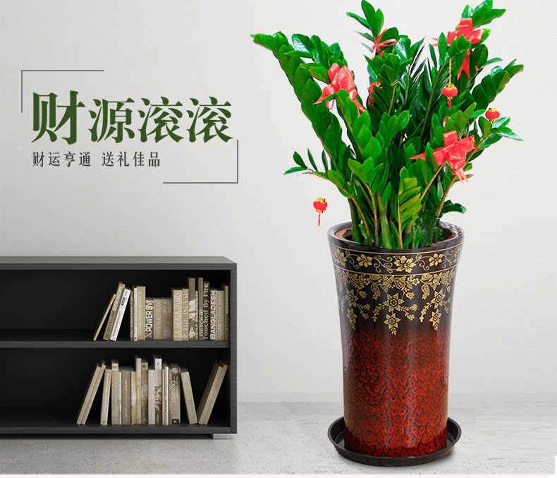 北京花卉出租公司绿萝