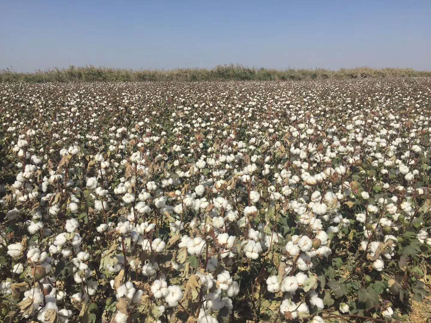 好种的棉花种子|新疆守信种业|高产棉花种子厂家|新陆中66