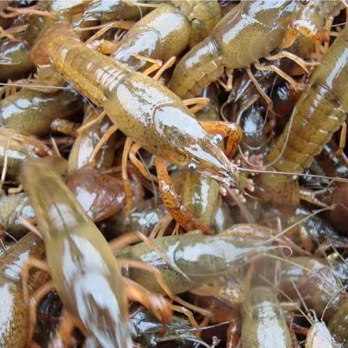 邛崃市种虾养殖