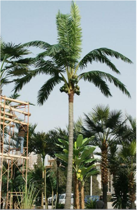 25米芭蕉树仿生树避雷针
