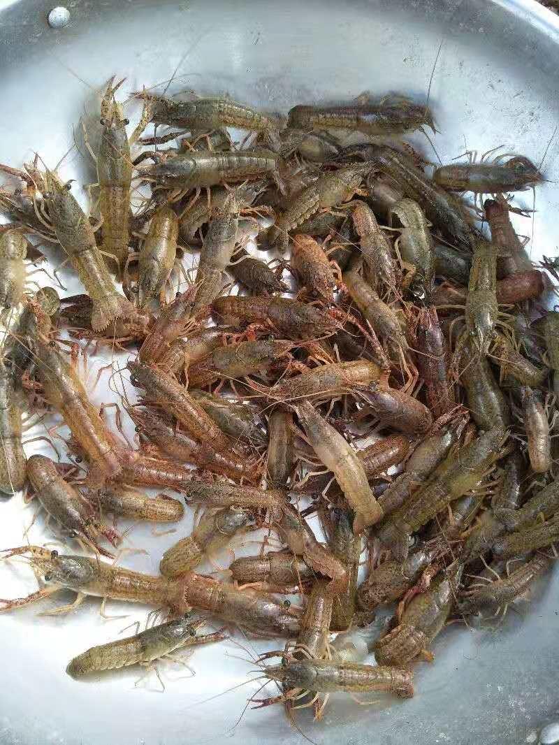 简阳小龙虾苗特种水产养殖