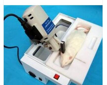 大鼠电动断头器