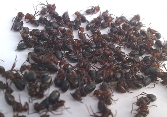 厂家供应 红蚂蚁提取物10:1 红蚂蚁粉