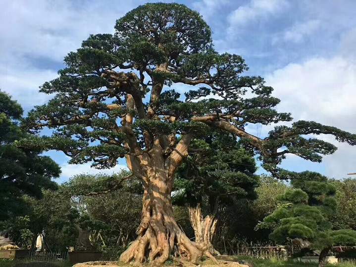 大景园林罗汉松批发罗汉松成品罗汉松罗汉松价格