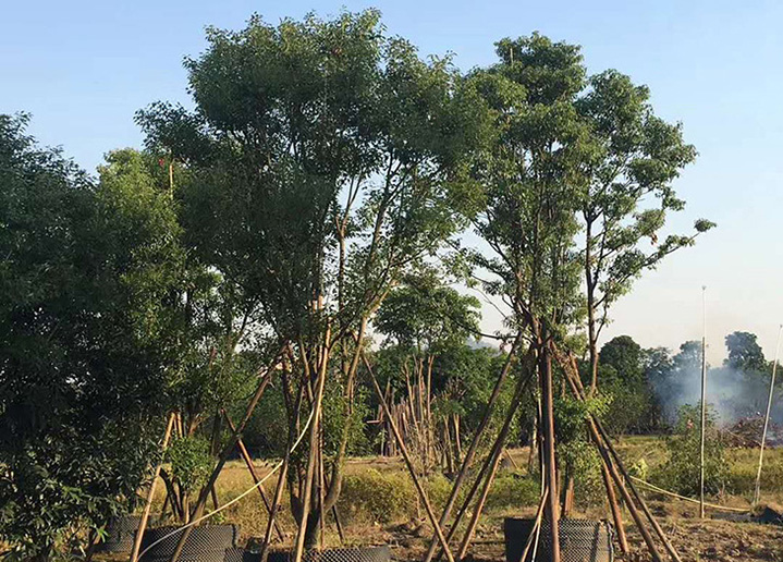 大景园林香樟树批发樟树价格樟树樟树厂家