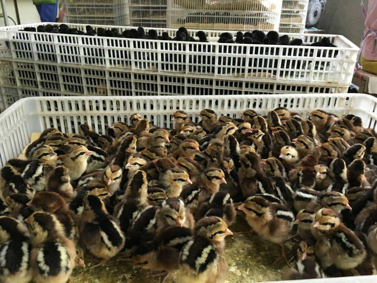 贵州地区养殖户黑红羽土鸡在当地市场好售**