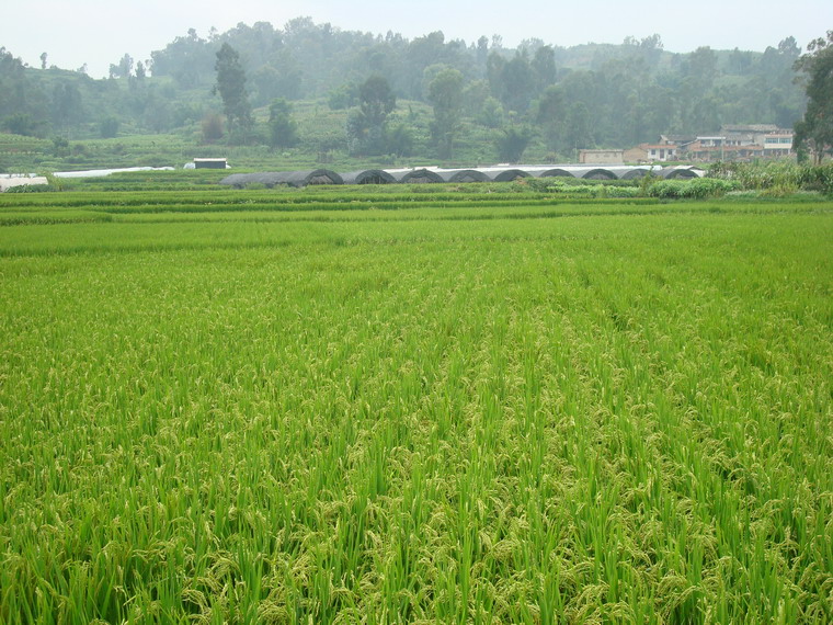水稻2