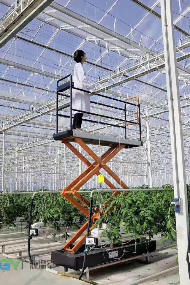 温室西红柿吊蔓挂钩使用方法