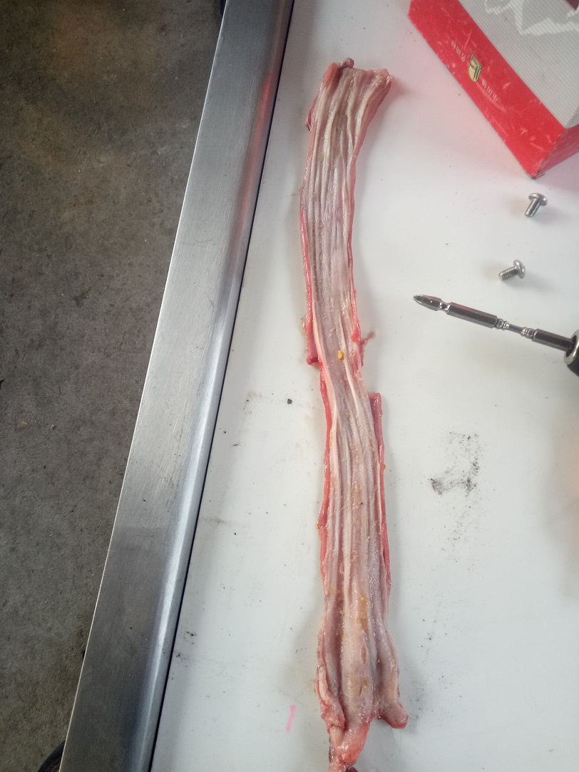自动剖肠机 猪肠剖肠机器