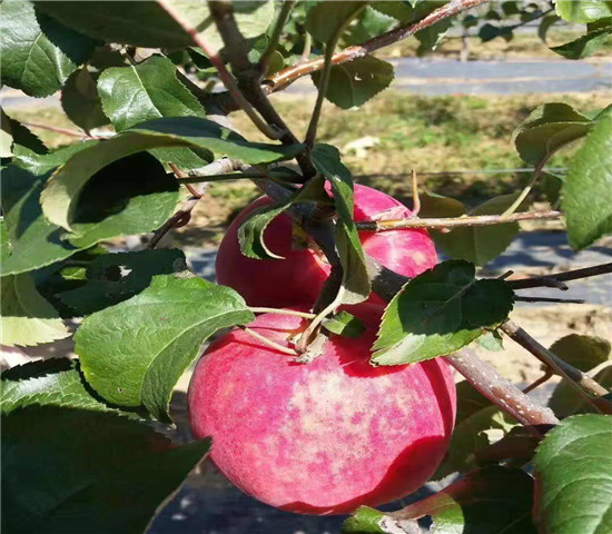 4厘米秦冠苹果树苗今日价格、哪里有秦冠苹果树苗批发
