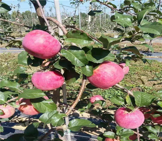 m26矮化苹果树苗今日价格、3公分m26矮化苹果树苗价格
